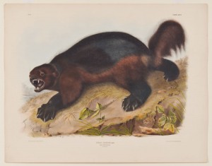 John James Audubon, plate xxvi, Wolverine, hand-colored engraving from the imperial folio edition of The Viviparous Quadrupeds of North America, Philadelphia: Bowen, 1845-1848.